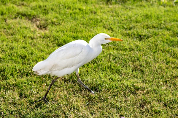 White Egyptian Heron Background Green Grass — Stock Photo, Image