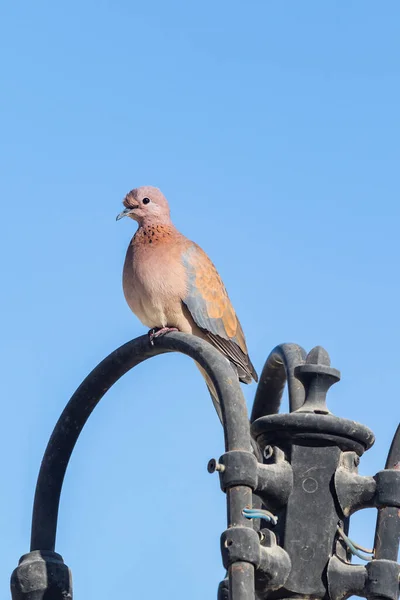 Bird Sits Lamp Street Afternoon — Stock Photo, Image