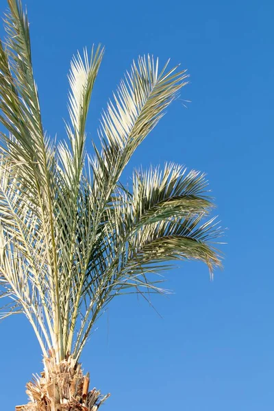 Пальма Против Голубого Неба — стоковое фото