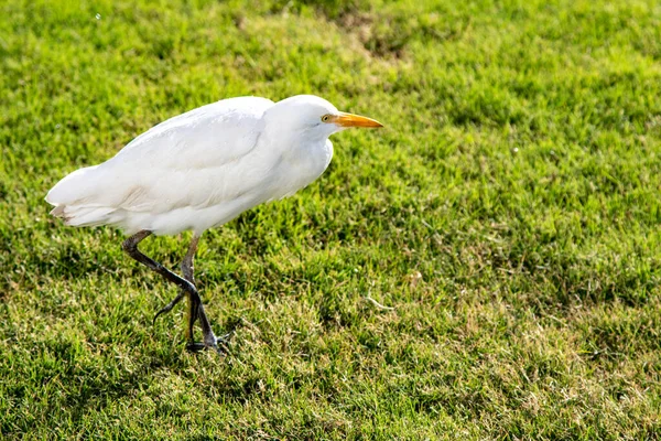 White Egyptian Heron Background Green Grass — Stock Photo, Image