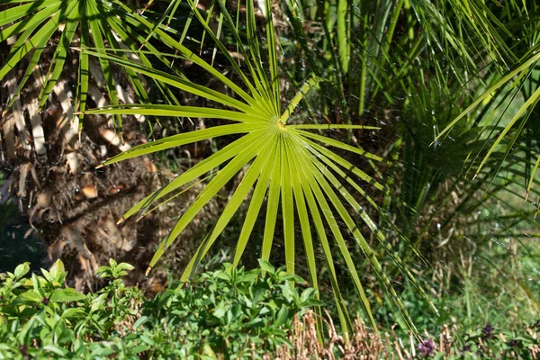 Palmier Scié Grandes Feuilles Vertes Dans Nature — Photo