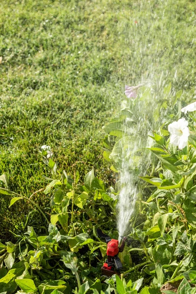 Irrigation System Watering Green Grass Blurred Background — Stock Photo, Image