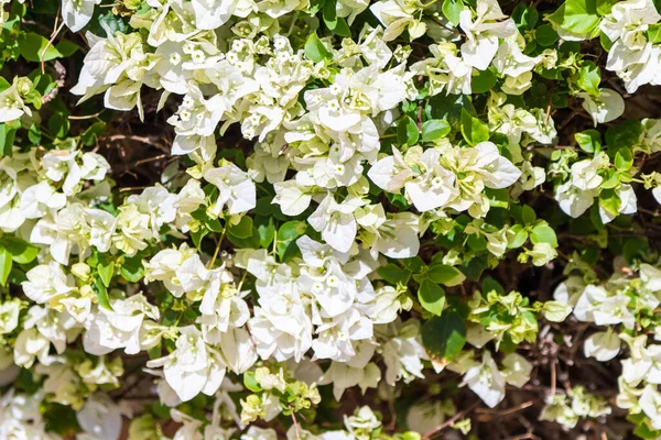Изобилие Белых Цветов Весенний Пейзаж Красивые Белые Цветы Цветочный Фон — стоковое фото