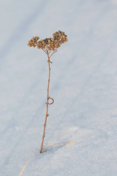 冬は自然です 雪に覆われた草の乾燥した枝 冬の風景 — ストック写真