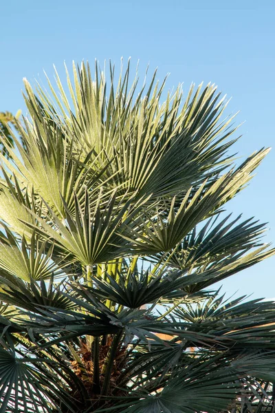 Пальмове Дерево Тлі Блакитного Неба — стокове фото