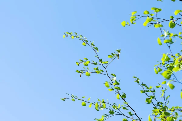 Unga Gröna Björklöv Vår Natur — Stockfoto