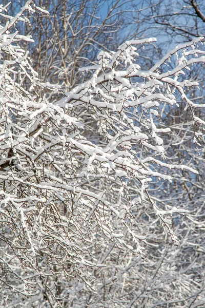 Ramos Árvores Neve Contra Céu Azul Paisagem Inverno — Fotografia de Stock