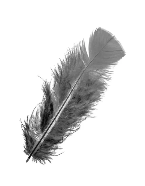 Feather Bird White Background Bright Colored Feathers — Stock Photo, Image