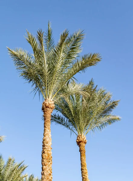 Palmbomen Tegen Blauwe Lucht Palmbladeren Tegen Lucht — Stockfoto