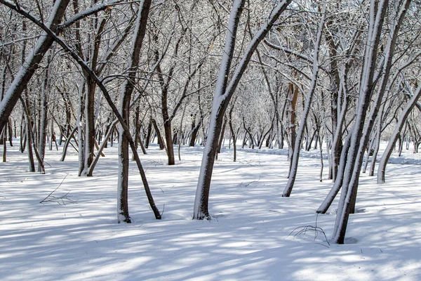 冬景中公园里阳光明媚 树枝在雪地里摇曳 — 图库照片