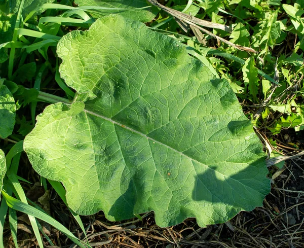 Yeşil muz yaprakları, burdock, yakın plan.