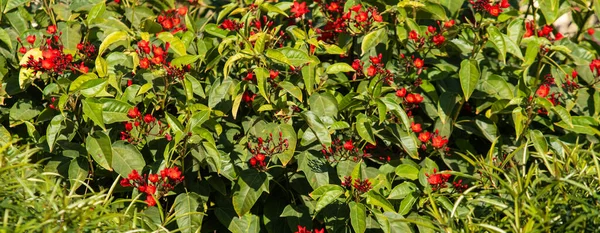 Красные Цветы Тропического Молочного Сорняка Крупным Планом Обезжиренный Фон — стоковое фото