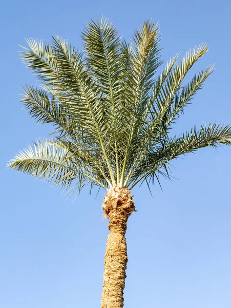 Palmeras Contra Cielo Azul Hojas Palmeras Contra Cielo — Foto de Stock