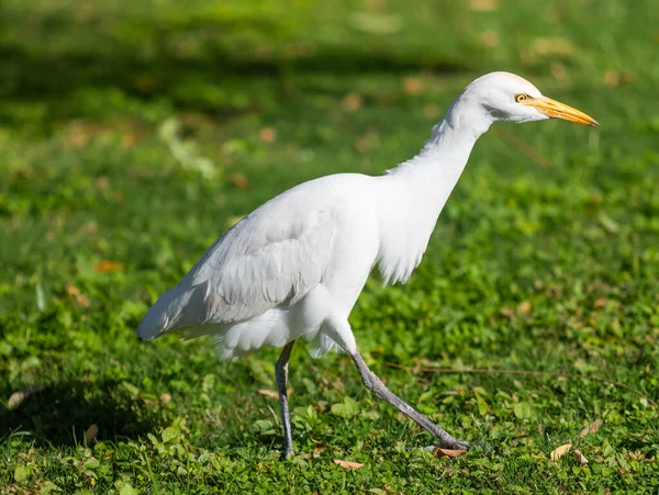 White Egyptian Heron Background Green Grass — Stock Photo, Image