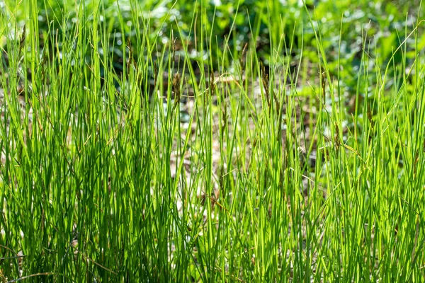 Jonge Groene Gras Tegen Zon Gras Achtergrond — Stockfoto