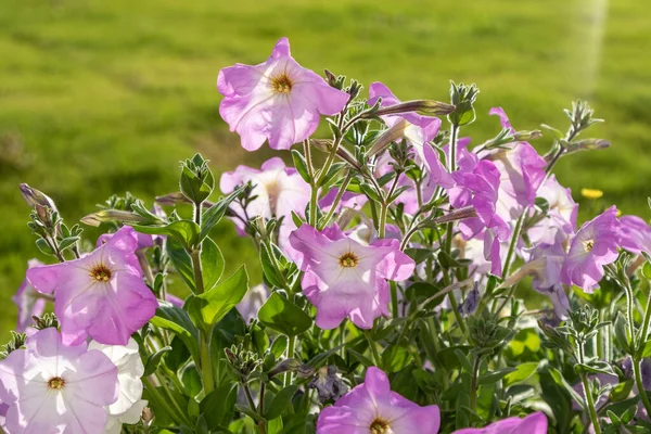 Petunia Bloemen Heldere Kleurrijke Bloemen Close — Stockfoto