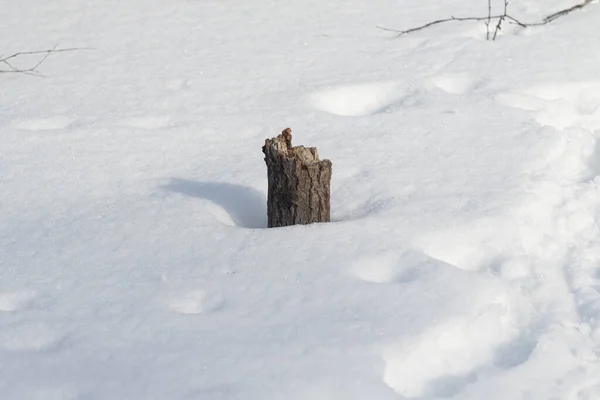 Зима Природа Сухие Ветви Травы Покрытые Снегом Зимний Пейзаж — стоковое фото