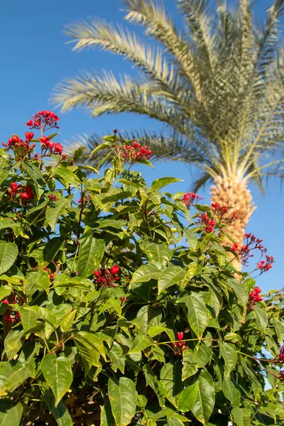 Palmeras Contra Cielo Azul Hojas Palmeras Contra Cielo Paisaje Naturaleza — Foto de Stock