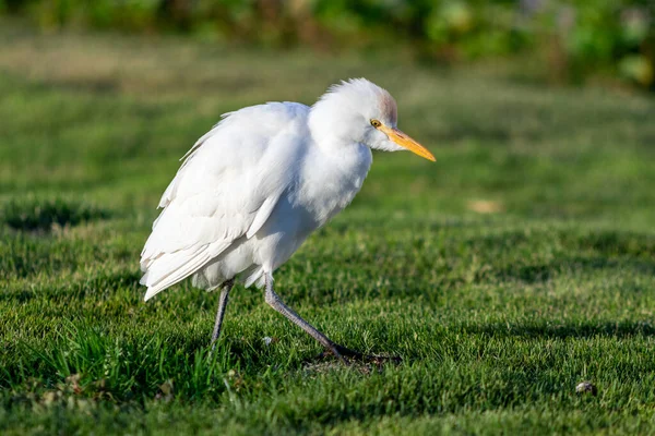 White Egyptian Heron Background Green Grass — Stock Photo, Image