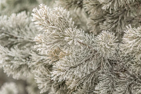 Kozalaklı Dallar Karla Kaplıdır Kar Kristallerindeki Çam Dalı Bir Kış — Stok fotoğraf