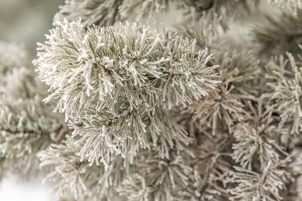 향나무 가지들은 눈으로 소나무가지는 겨울에 내리는 가까이서 바라본다 — 스톡 사진