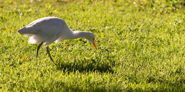 绿草背景上的白色埃及苍鹭 — 图库照片