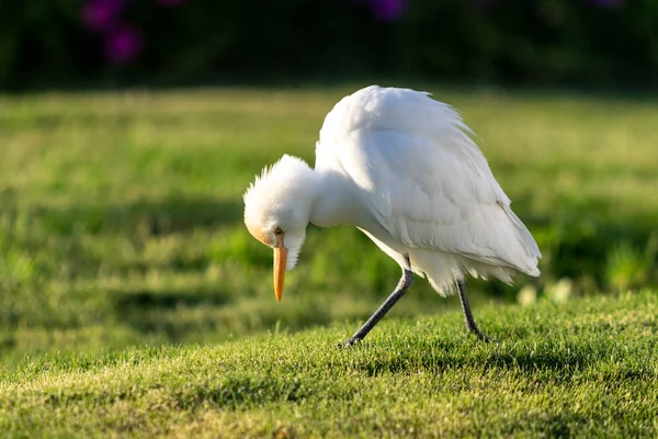 White Egyptian Heron Background Green Grass — Stock Photo, Image