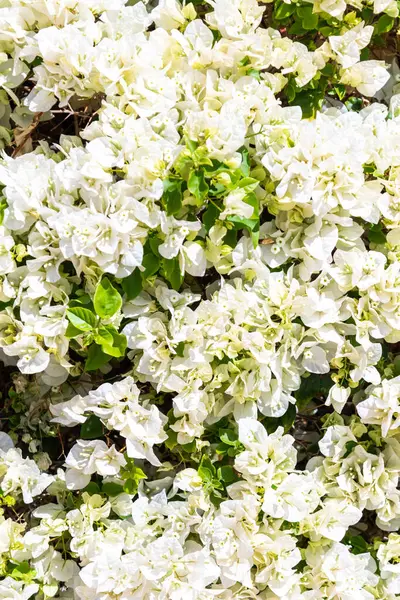 Abundance White Flowers Spring Landscape Beautiful White Flowers Floral Background — Stock Photo, Image