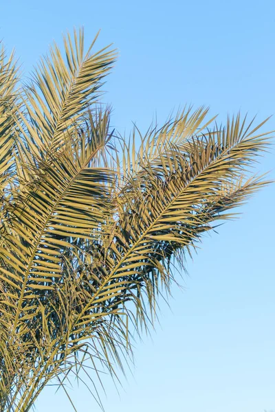 Palm Trees Blue Sky Palm Leaves Sky — Stock Photo, Image