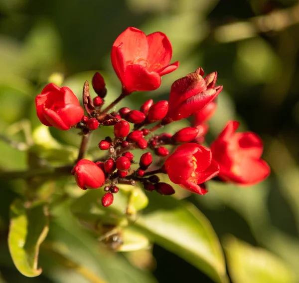 Flores Vermelhas Milkweed Tropical Close Fundo Desfocado — Fotografia de Stock