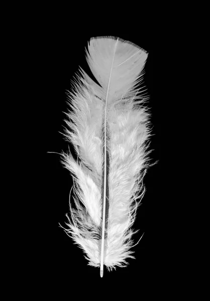 Feather Bird Black Background Bright Colored Feathers — Stock Photo, Image