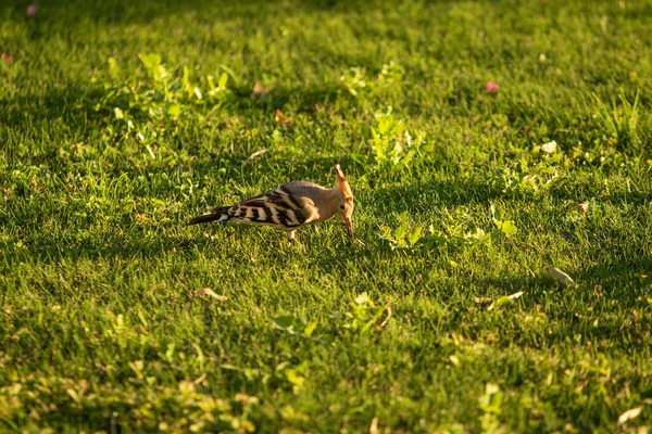 Hoopoe Hoopoe Comum Épocas Upupa Hoopoe Eurasian Grama Verde — Fotografia de Stock