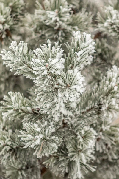 Coniferous Branches Covered Snow Pine Branch Snow Crystals Close Background — Stock Photo, Image