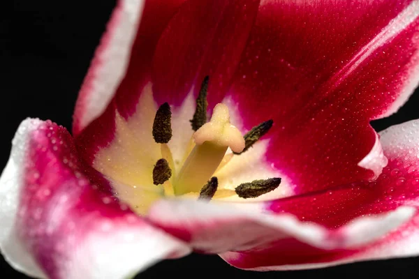 Tulipano Bel Fiore Luminoso Tulipano Fiore Rosa Bianco Uno Sfondo — Foto Stock