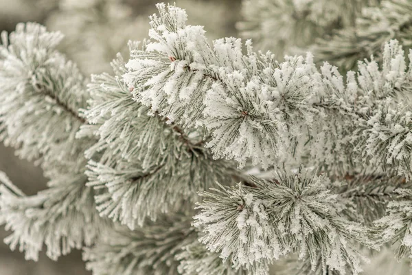 Coniferous Branches Covered Snow Pine Branch Snow Crystals Close Background — Stock Photo, Image