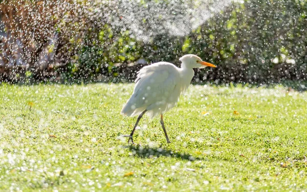 White bird on green grass, spray of a bokeh fountain.