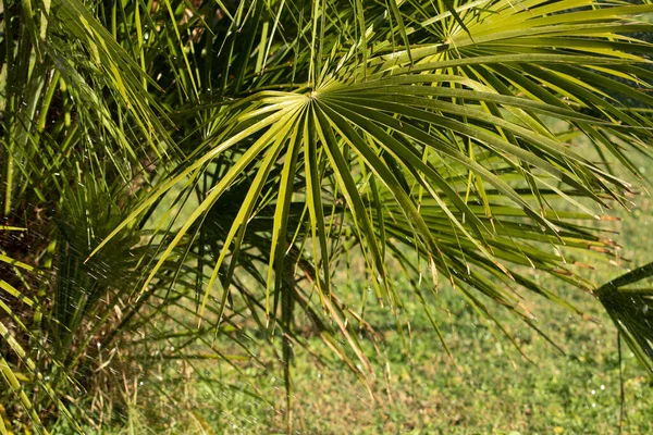 Saw Palmetto Μεγάλα Πράσινα Φύλλα Στη Φύση — Φωτογραφία Αρχείου