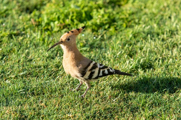 Hoopoe Hoopoe Común Upupa Epops Hoopoe Euroasiático Hierba Verde — Foto de Stock