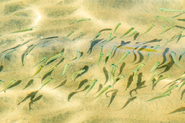 Small Fish Transparent Sea Water Sea Fish Background — Stock Photo, Image