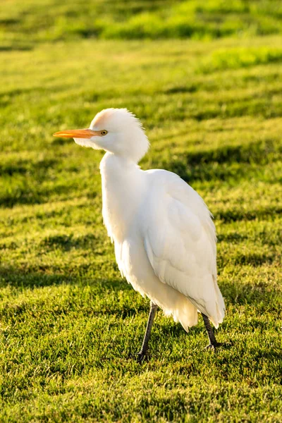 White Egyptian Heron Background Green Grass — Stock Photo, Image