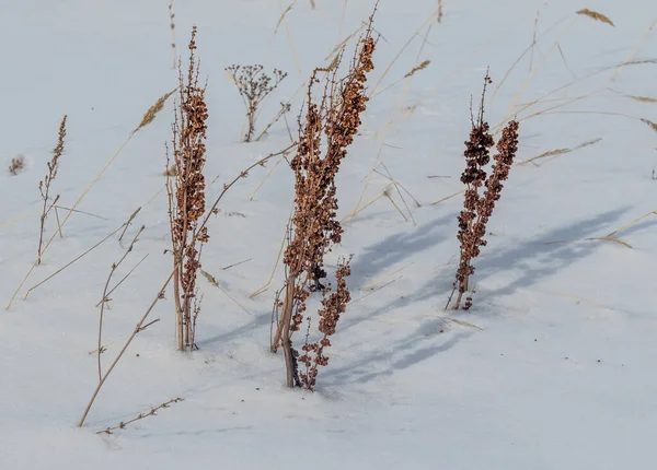 Winterlandschaft Wald Klarer Sonniger Frostiger Tag — Stockfoto