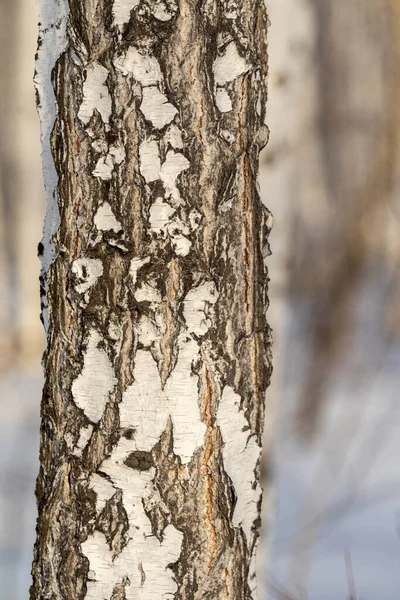 Tél Fehér Nyírfa Törzs Közelkép — Stock Fotó