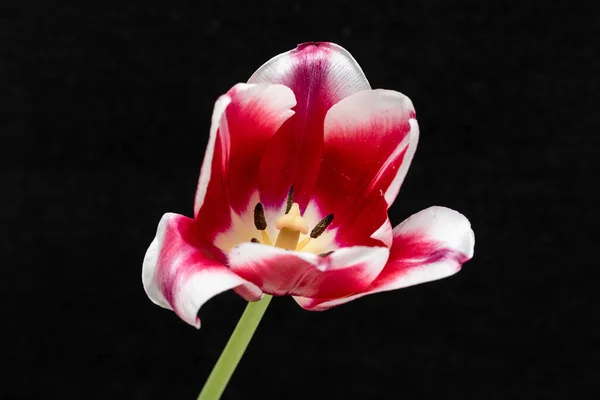 Tulipán Hermosa Flor Brillante Tulipán Flor Rosa Blanco Sobre Fondo —  Fotos de Stock