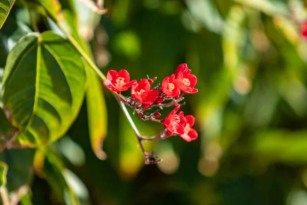 熱帯性のミルクウィードの赤い花 クローズアップ 集中した背景 — ストック写真