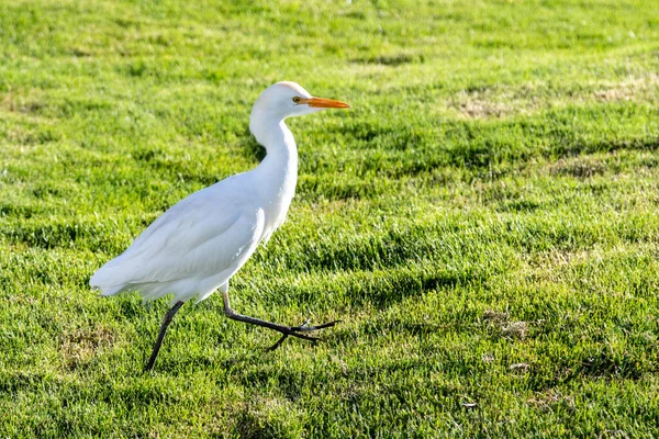 White Egyptian Heron Background Green Grass — Stock Photo, Image