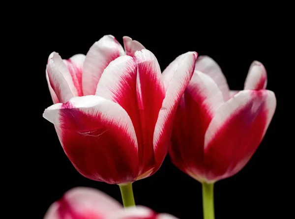 Tulipán Hermosa Flor Brillante Tulipán Flor Rosa Blanco Sobre Fondo —  Fotos de Stock