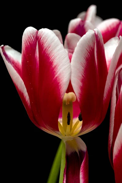 Tulipán Hermosa Flor Brillante Tulipán Flor Rosa Blanco Sobre Fondo —  Fotos de Stock