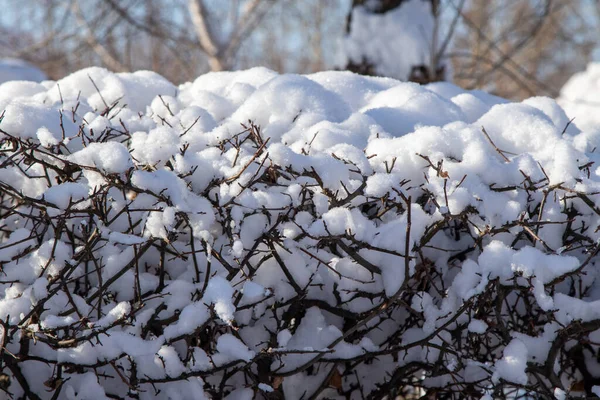 ふわふわの帽子で茂みの枝に雪 — ストック写真