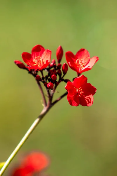 Rote Blüten Aus Tropischem Milchkraut Nahaufnahme Defokussierter Hintergrund — Stockfoto
