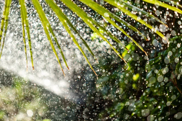 Sulama Sistemi Yeşil Çimenleri Suluyor Bulanık Arkaplan — Stok fotoğraf
